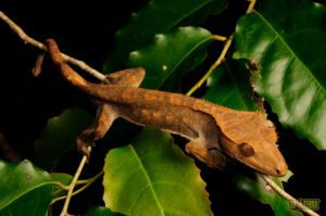 Set Up Right Temperature For Your Crested Gecko