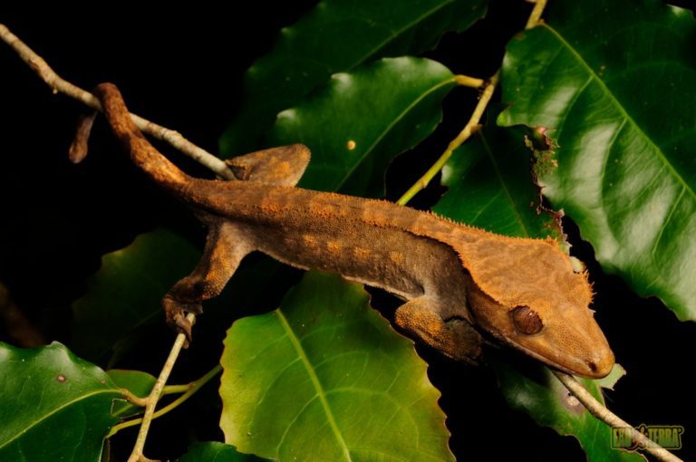How To Set Up Right Temperature For Your Crested Gecko? MyPetCareJoy