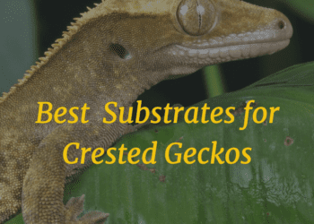 Substrates for Crested Geckos
