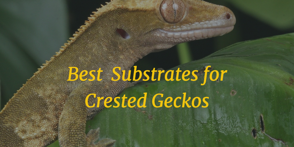 Best 6 Substrates for Crested Geckos | MyPetCareJoy
