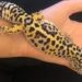 Tame Your Leopard Gecko