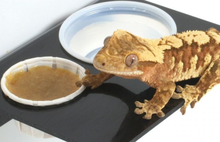 Top-foods-for-Crested-Gecko