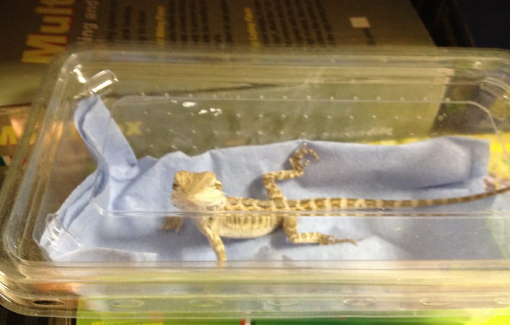 How to Travel with a Leopard Gecko in the Winter? MyPetCareJoy