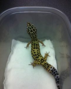 Travel with a Leopard Gecko in the Winter
