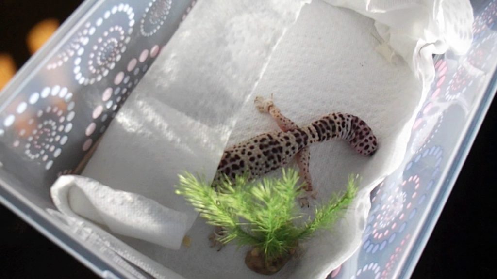 Transporting Gecko How to Transport a Leopard Gecko to the Vet? | MyPetCareJoy