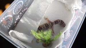 Travel with your leopard gecko