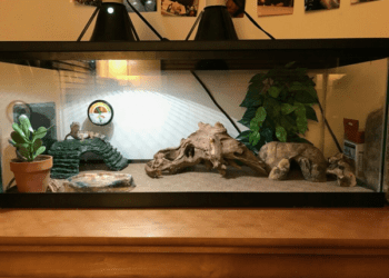 What Size Tank Does A Leopard Gecko Need?