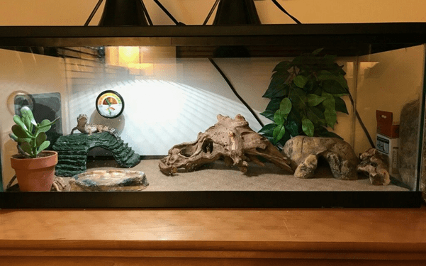 What Size Tank Does A Leopard Gecko Need?