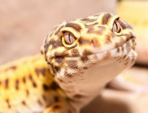 Why do Leopard Gecko Stare at Me