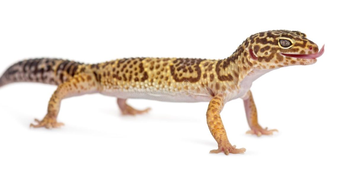 Why is my Leopard Gecko Standing Up? MyPetCareJoy
