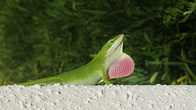 anole