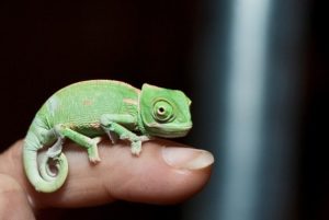 baby chameleon