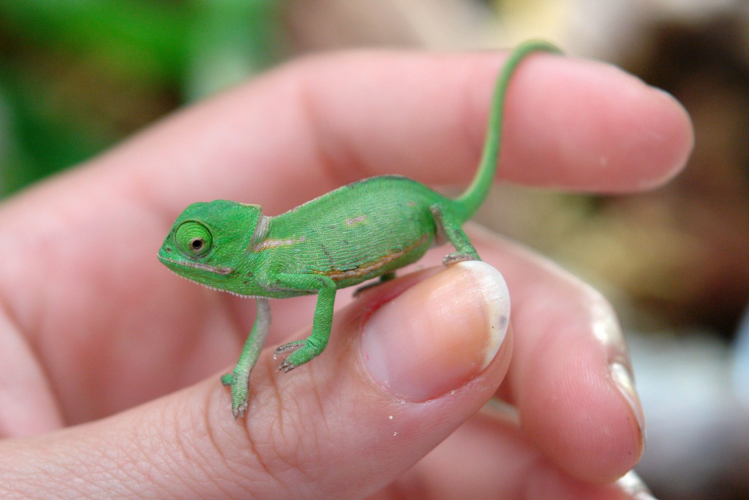 How to Care For Baby Chameleons? | MyPetCareJoy