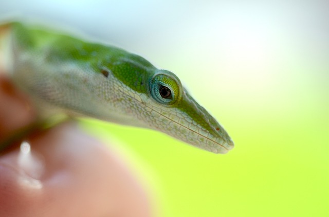 green anole-1