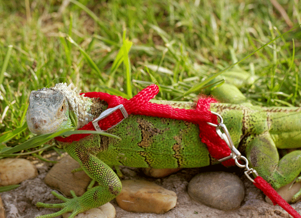 green-iguana-on-leash