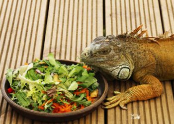 iguana-food-dish