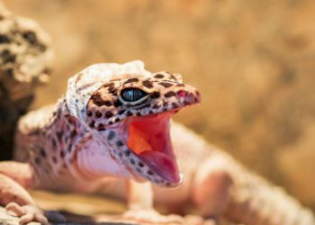 leopard-gecko-scream