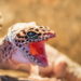 leopard-gecko-scream