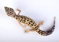 leopard gecko sick