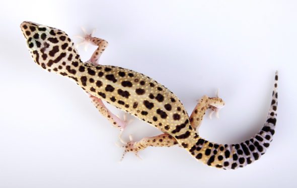 leopard gecko sick