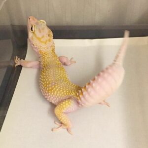 leopard gecko tail wagging