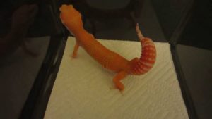 leopard-gecko-tail-wagging