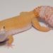 leopard-gecko-tail-wagging-behavior