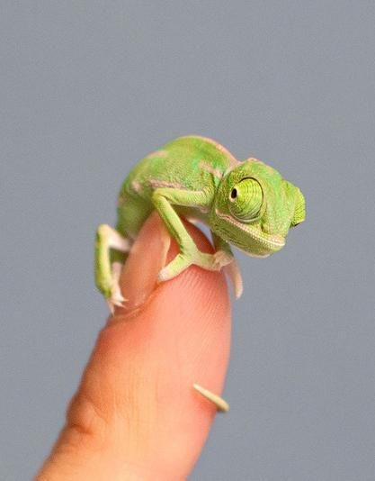 make baby chameleon eat food