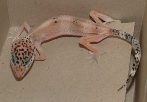 sitck-leopard-gecko