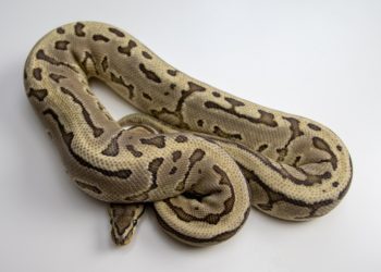 6 Best Heat Lamps For A Ball Python