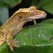 7 Best Plants For Crested Gecko Vivariums
