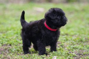 Affenpinscher Dog