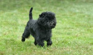 Affenpinscher Dog Breed