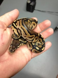 Baby Ball Pythons