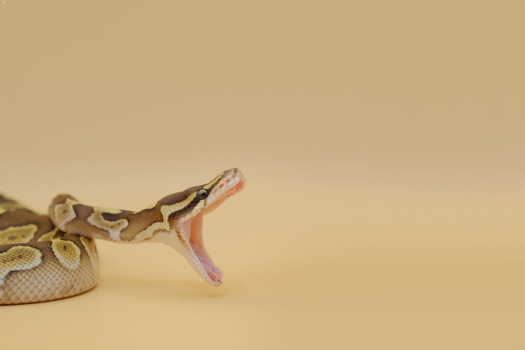 Ball Python Bite 101 Causes, Treatment and Do They Hurt MyPetCareJoy