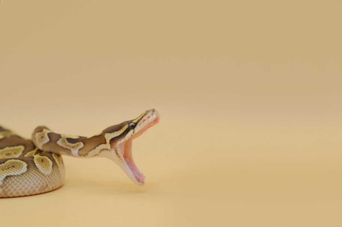 Ball Python Bite 101: Causes, Treatment and Do They Hurt | MyPetCareJoy