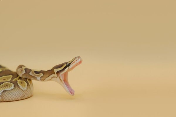 Ball Python Bite 101: Causes, Treatment and Do They Hurt | MyPetCareJoy