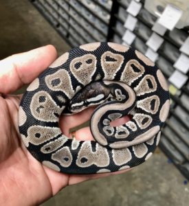 Ball Python Humidity Complete Care Guide