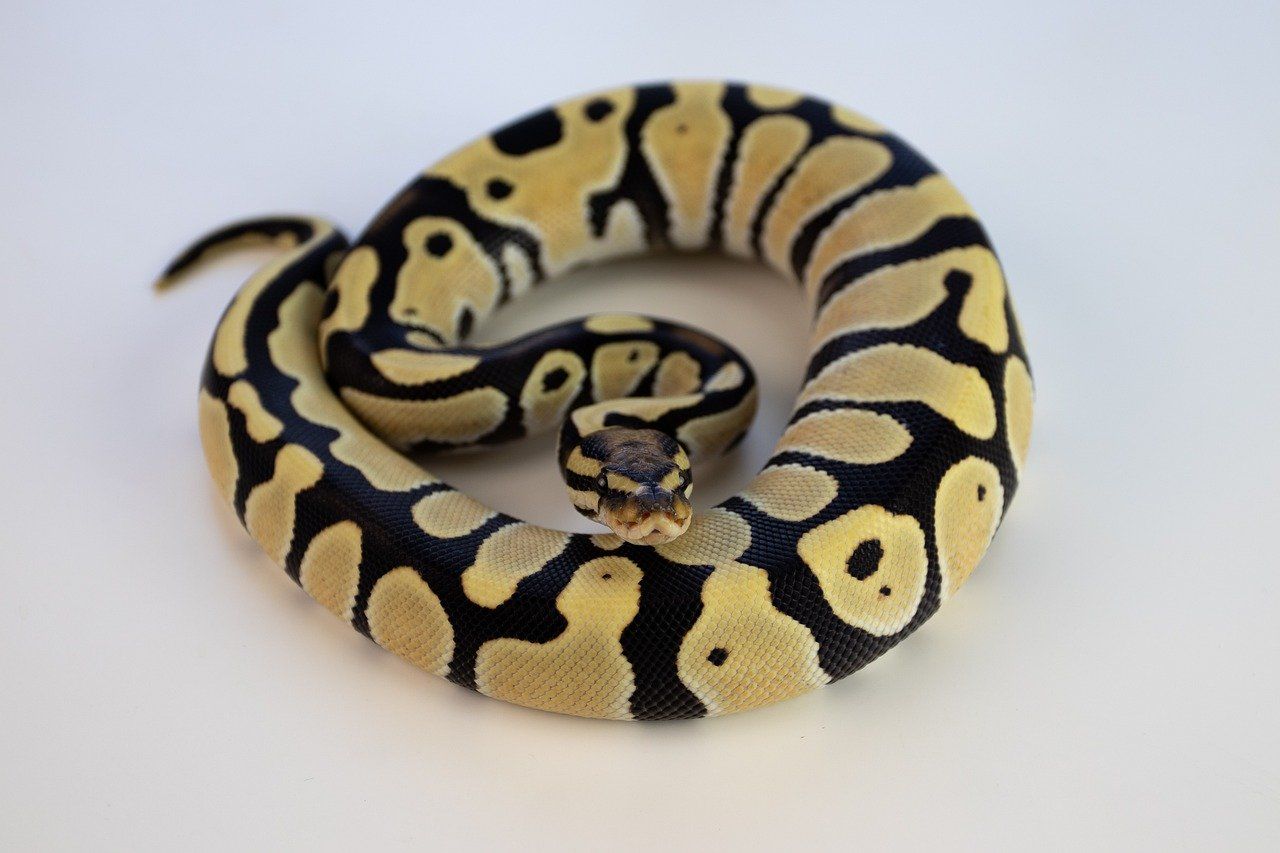 How Big Tank Does A Ball Python Need? | MyPetCareJoy