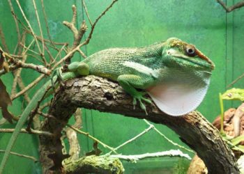 Best Anole Cage