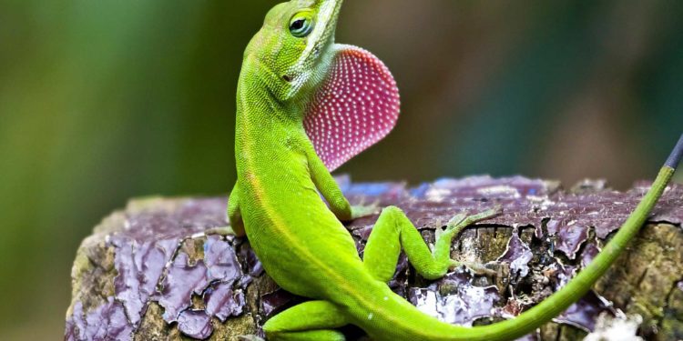 Best Foods For Anole