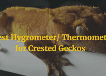 Best Hygrometer-Thermometer for Crested Geckos