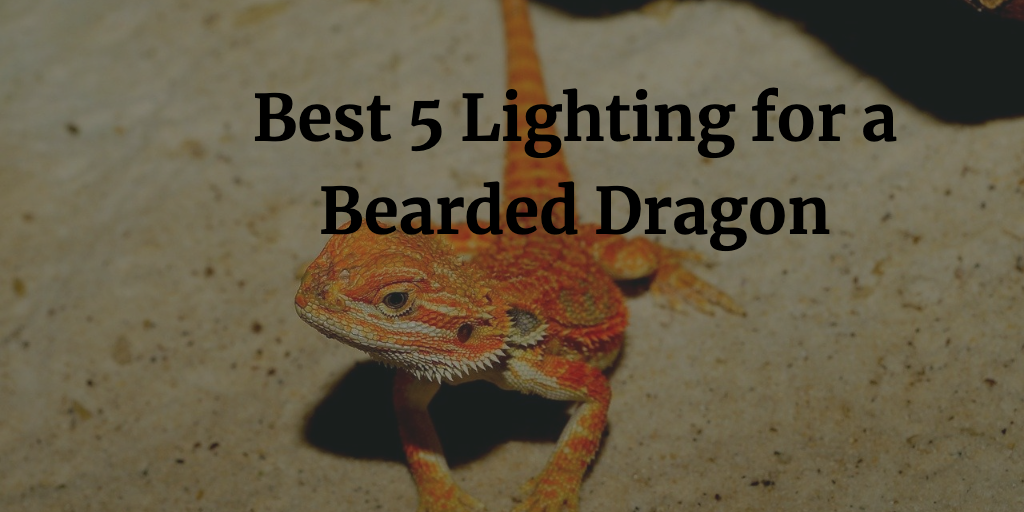 Best Lighting for a Bearded Dragon