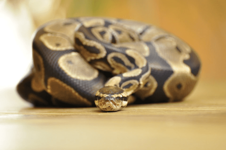 Care A Ball Python Guide