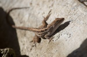 Care For Brown Anoles