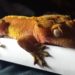 Crested Gecko Bite
