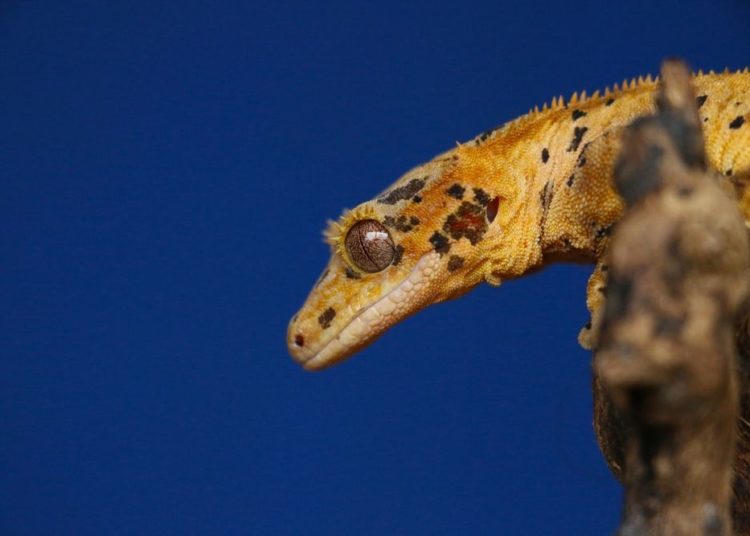 Do Crested Geckos Hibernate? Brumation Guide MyPetCareJoy