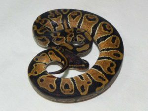 Feed Baby Ball Pythons