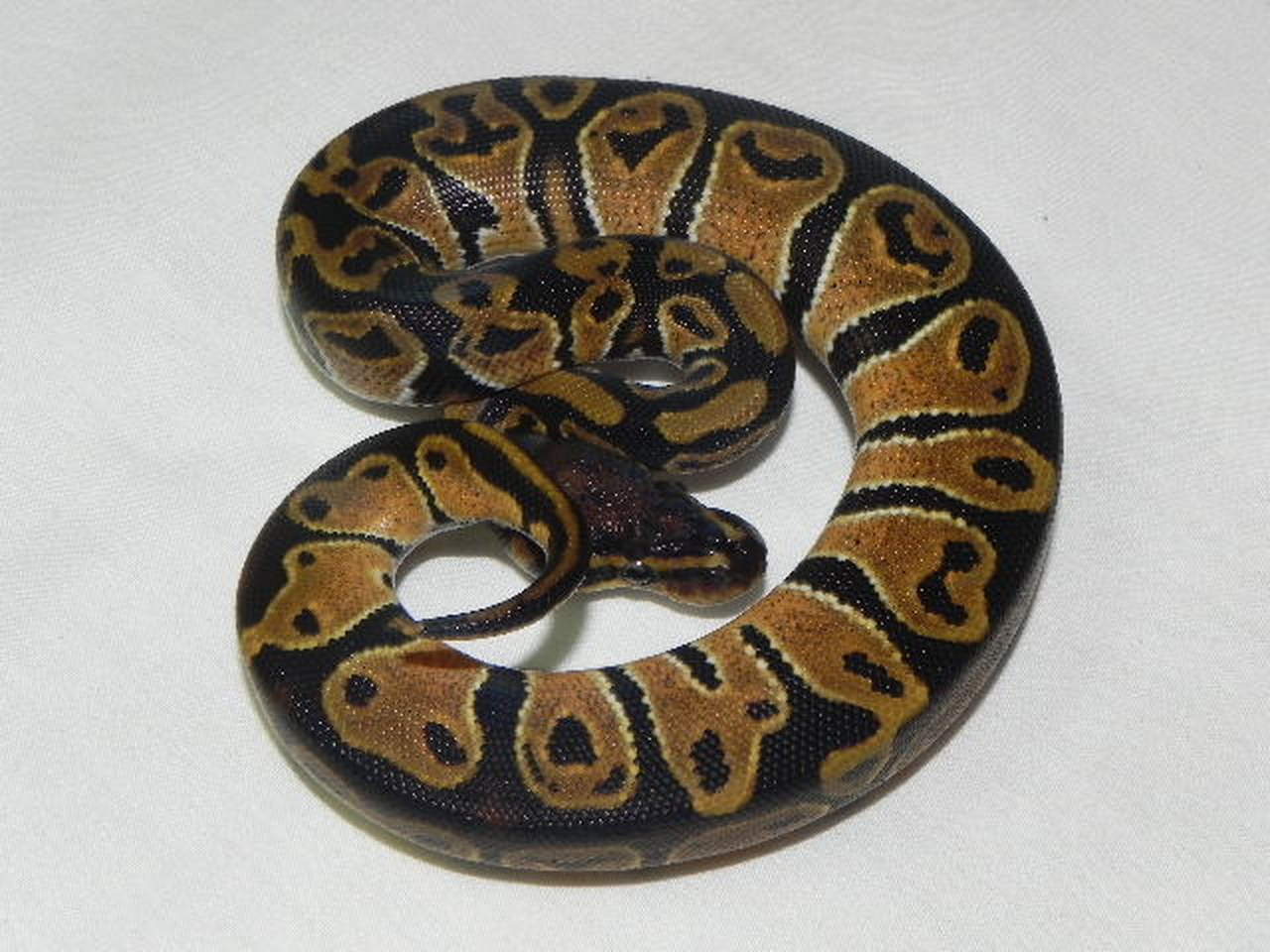 what-to-feed-baby-ball-pythons-mypetcarejoy