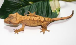 Find A Lost Crested Gecko